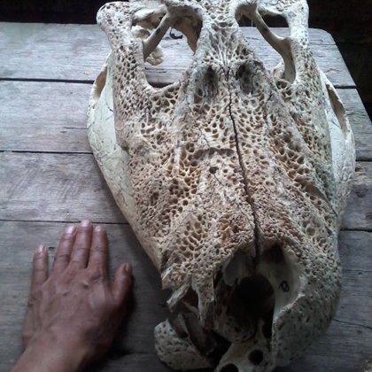 Craneo de Caiman Negro