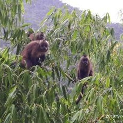 Capuchinos del bosque nublado