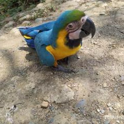 Guacamayo Azul con amarillo