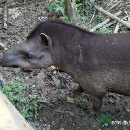Tapir