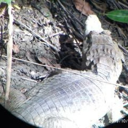 Caiman Blanco