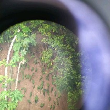 Collpa Mascoytania Alto Madre 