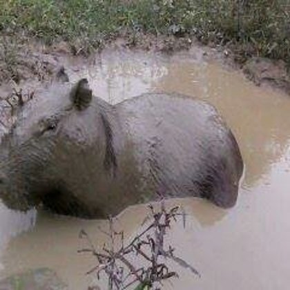 Capibara