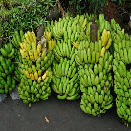 Platanos variedad Ceda