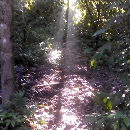 El bosque muy temrano