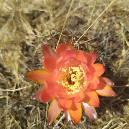 Flor del Cactu