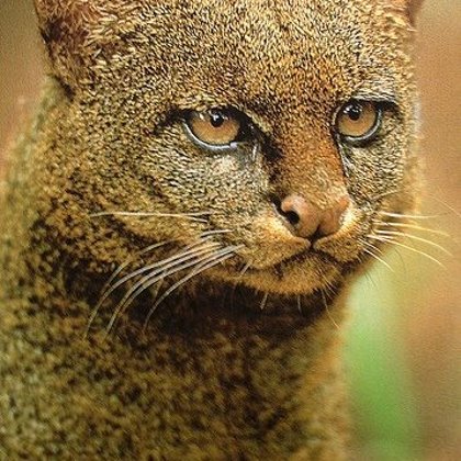Jaguarundi