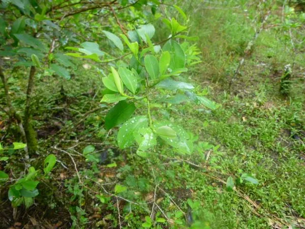 Planta de Coca 