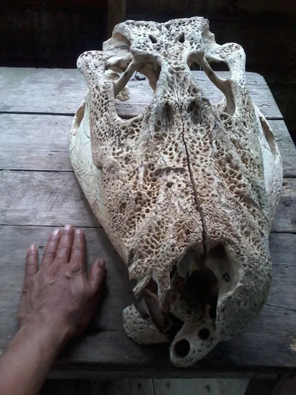 Craneo de Caiman Negro