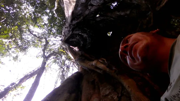 Ficus extrangulador 