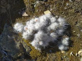 Cactu