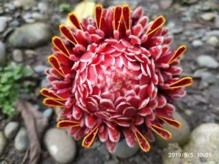 Flor del dragon