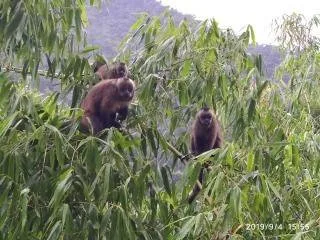 Capuchinos del bosque nublado