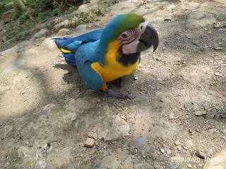Guacamayo Azul con amarillo