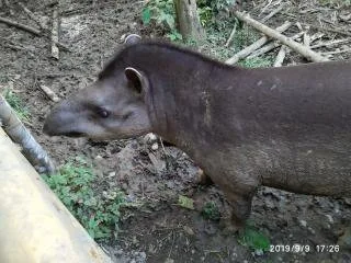 Tapir