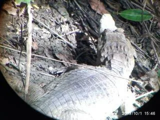 Caiman Blanco