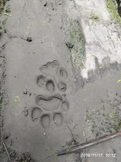 Huellas frescas de felino