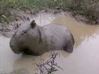 Capibara