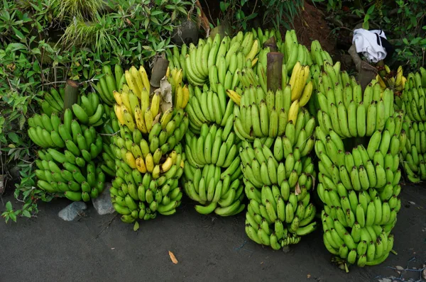 Platanos variedad Ceda