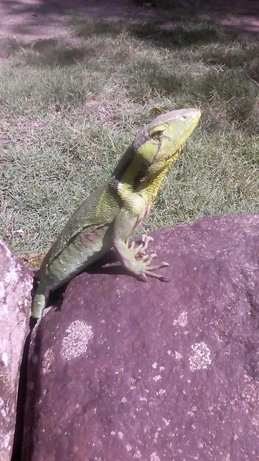 Camaleon 