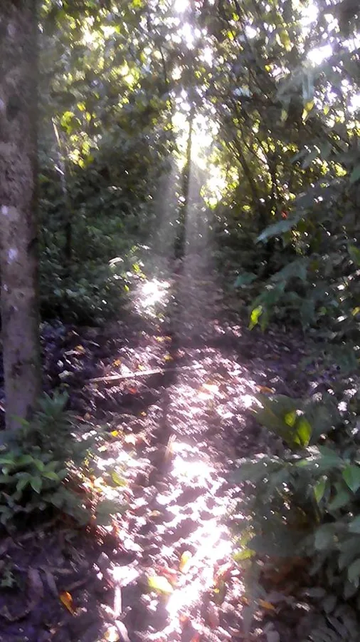 El bosque muy temrano