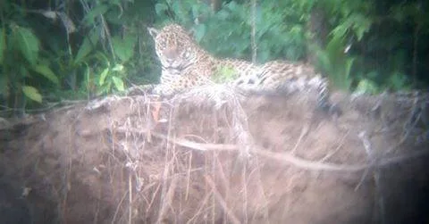 jaguar