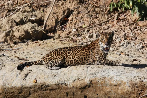 Jaguar
