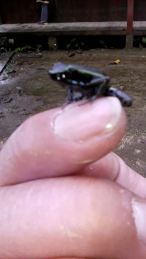 Dendrobatidae