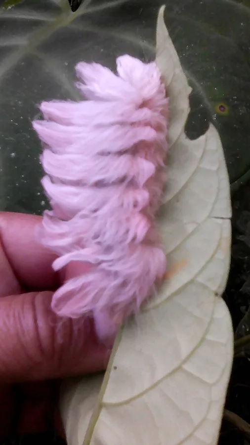 Oruga de Algodon 