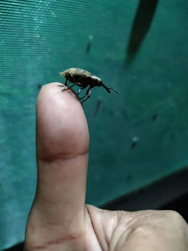 Escarabajo