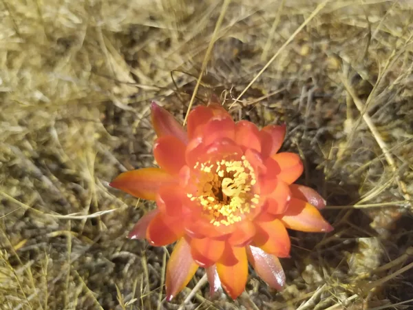 Flor del Cactu
