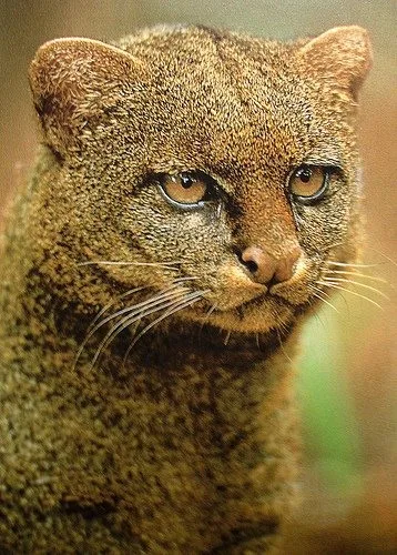 Jaguarundi